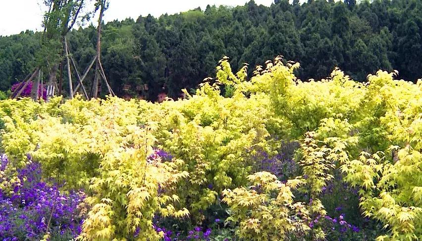 天桥沟玻璃栈道一日游,芙蓉山风景区玻璃滑道