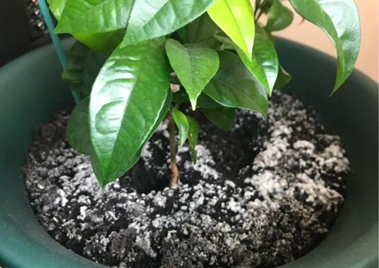 煤炭球怎么养花,烧完的废煤球可以养花吗