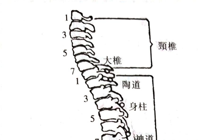 大椎督脉正确位置图,大椎针灸