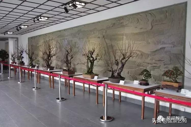 姊呰姳鐩嗘櫙浠锋牸,榫欐父姊呰姳鐩嗘櫙