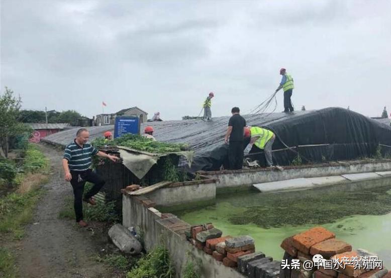 甲鱼养殖致富历程,养殖温室甲鱼赚钱