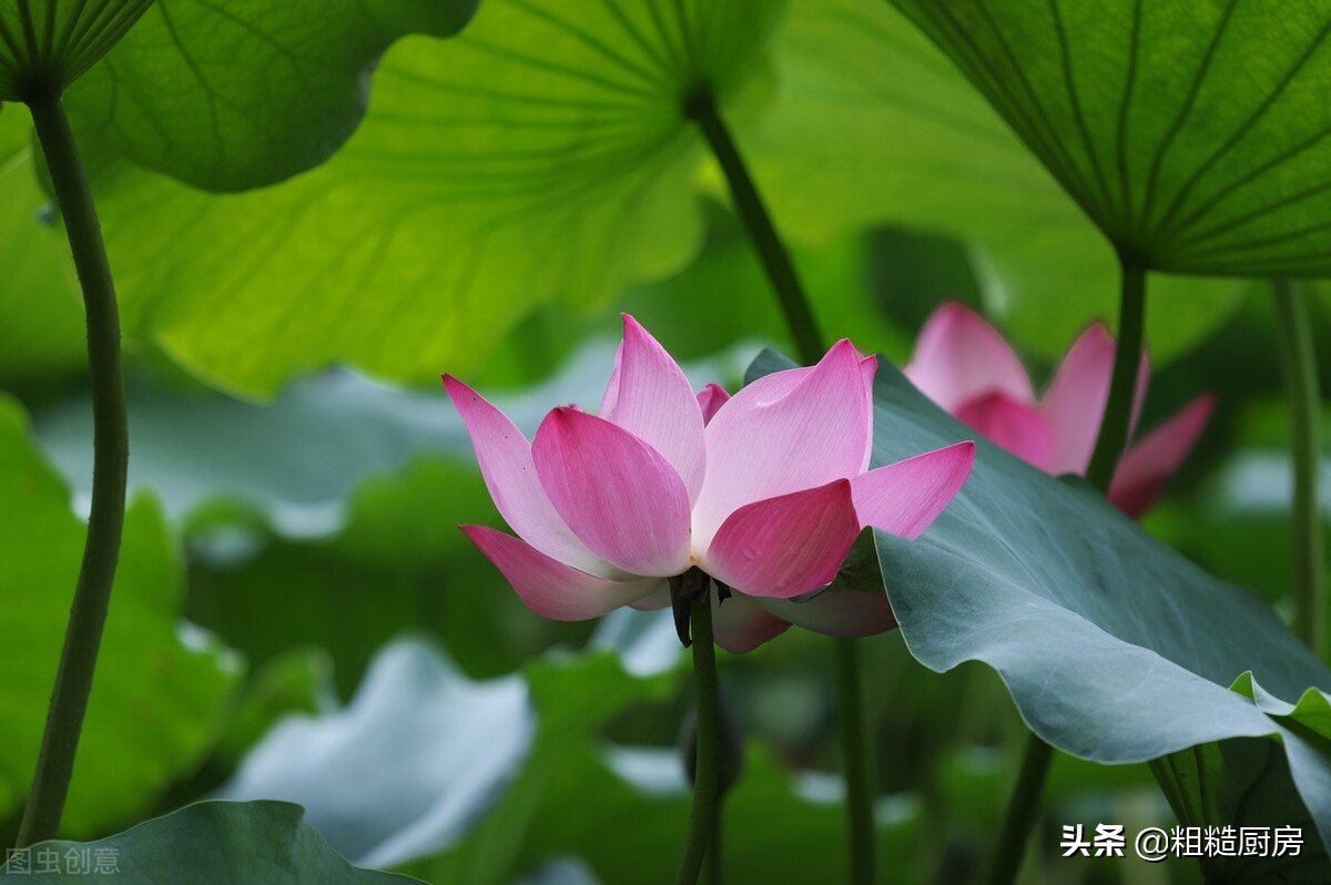 明日入伏，包“头伏饺子”有讲究，吃这3种素馅饺子，美味不油腻