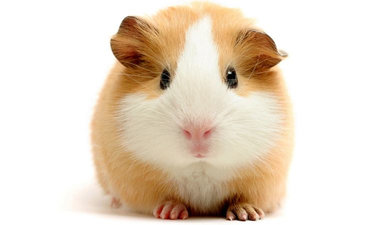 仓鼠怎么养才便宜,仓鼠最便宜的养法