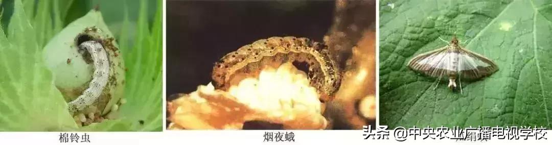 蔬菜地下害虫的最佳防治方法,防治蔬菜害虫用小苏打和白醋怎样