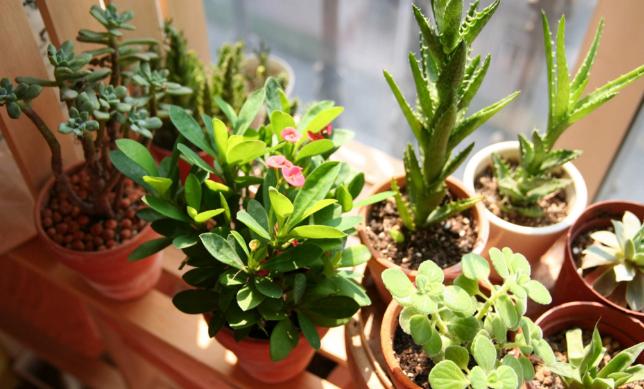 养花不用买花盆既省钱又好看,养花新手怎么养花盆好看