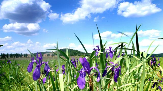 小扇引微凉，悠悠夏日长。四首古诗词，带你走入古时的端午佳节