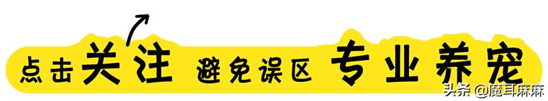 资深铲屎官都喂猫咪吃些什么,铲猫咪屎有注意事项吗