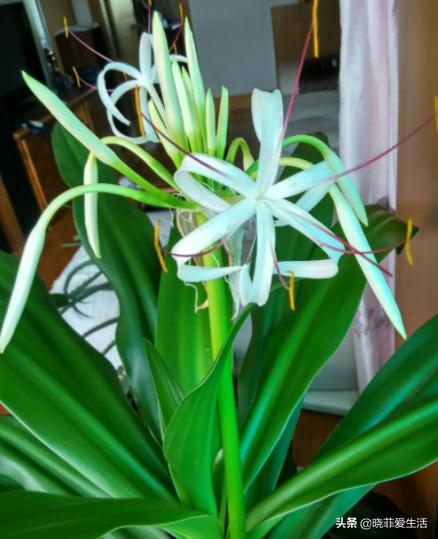 哪20种花有毒,十种花有毒不宜在家养