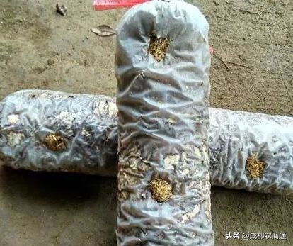 香菇种植技术培训教程,椴木香菇种植与管理