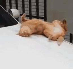 自从有了橘猫，我终于体会到什么叫“十橘九渣”！