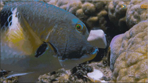 适合宝宝看的动物世界纪录片,十大儿童必看动物纪录片