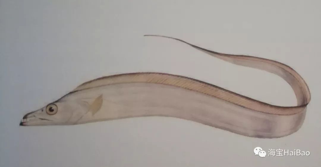 渤海刀为什么比南方刀贵,渤海刀特征