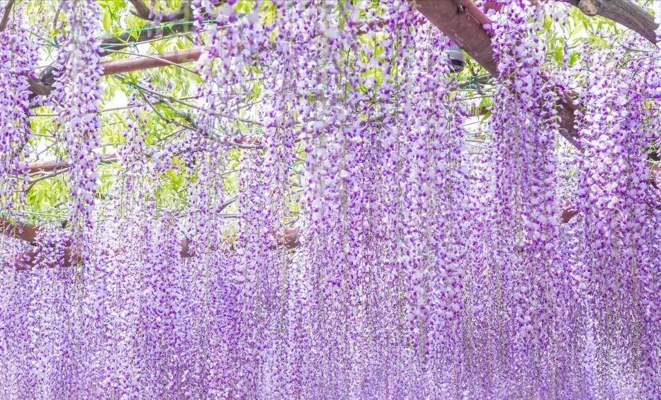 上海免费的旅游攻略,上海最实惠的免费旅游攻略