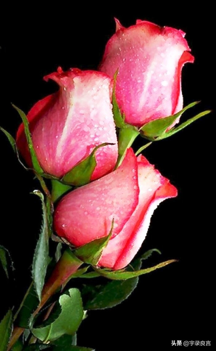 霸气的句子超拽潇洒不带脏字,抖音赞美点赞的霸气句子