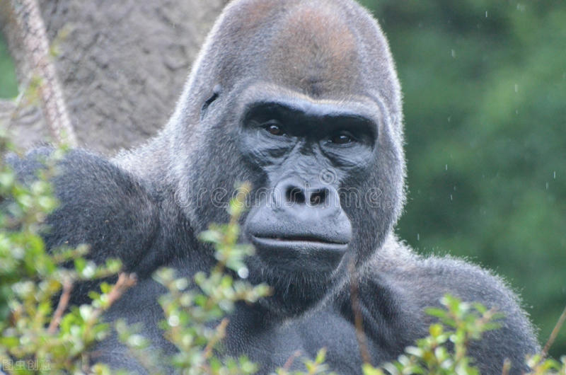 野人49.谁在乾坤山*窥偷**我？齐莽正感觉难受时山上滚下了石头