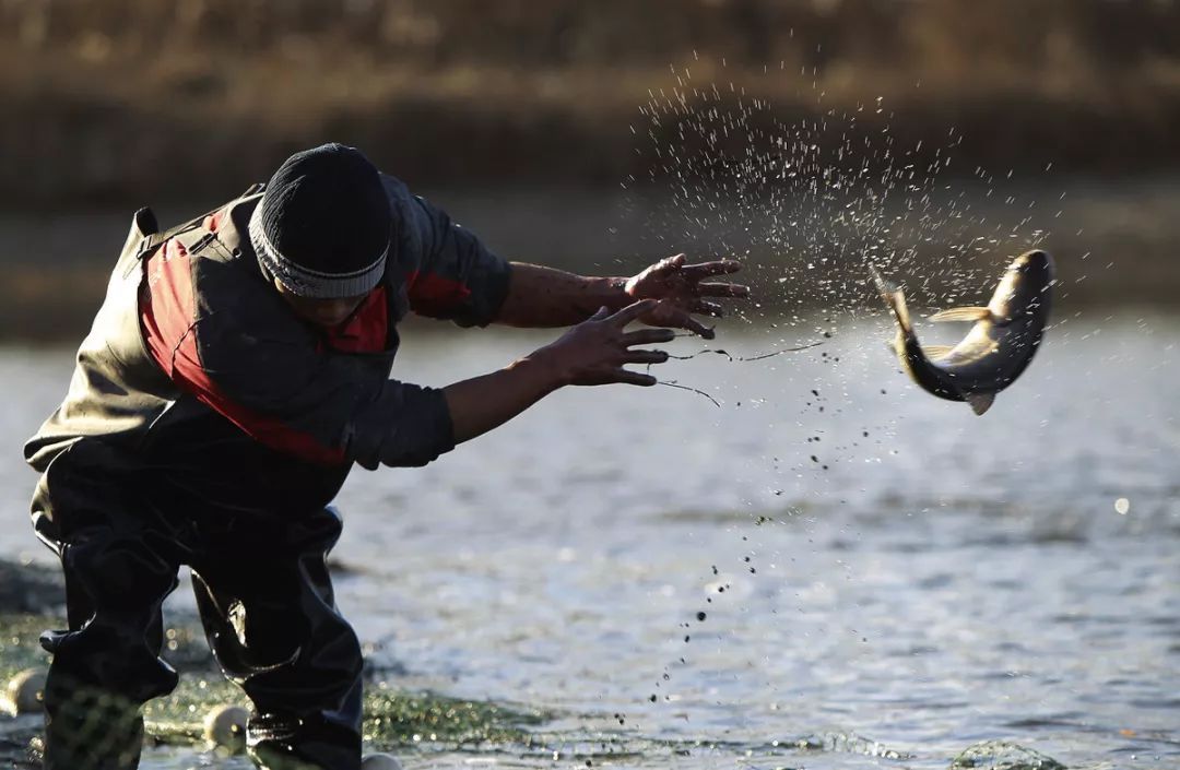 我们从黑坑钓起的每一尾鲤鱼，它的一生是如何度过的？