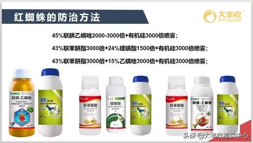 红蜘蛛锈壁虱大爆发该怎么用药,对红蜘蛛和锈壁虱有用的杀螨剂