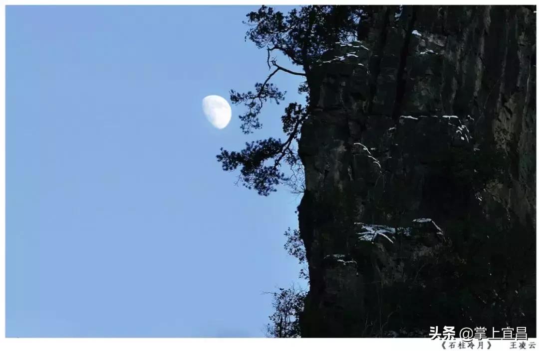 松子榛子,榛子东北榛子