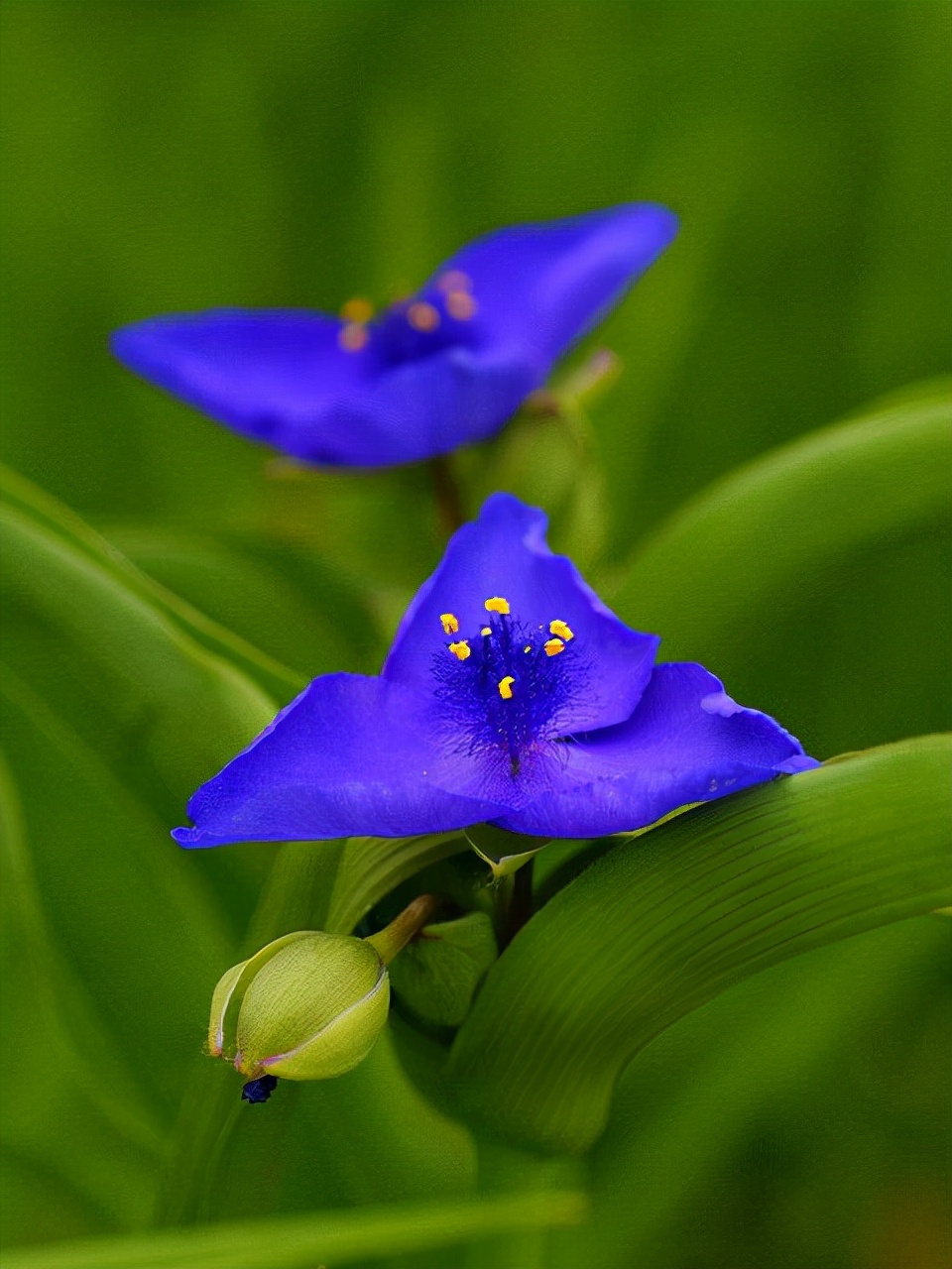 十种蓝色花,常见的六种蓝色花
