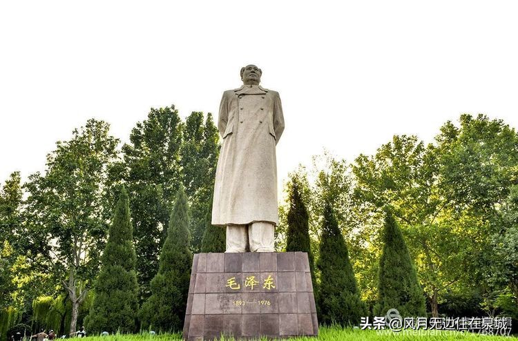 济南的法国梧桐,济南梧桐树美景