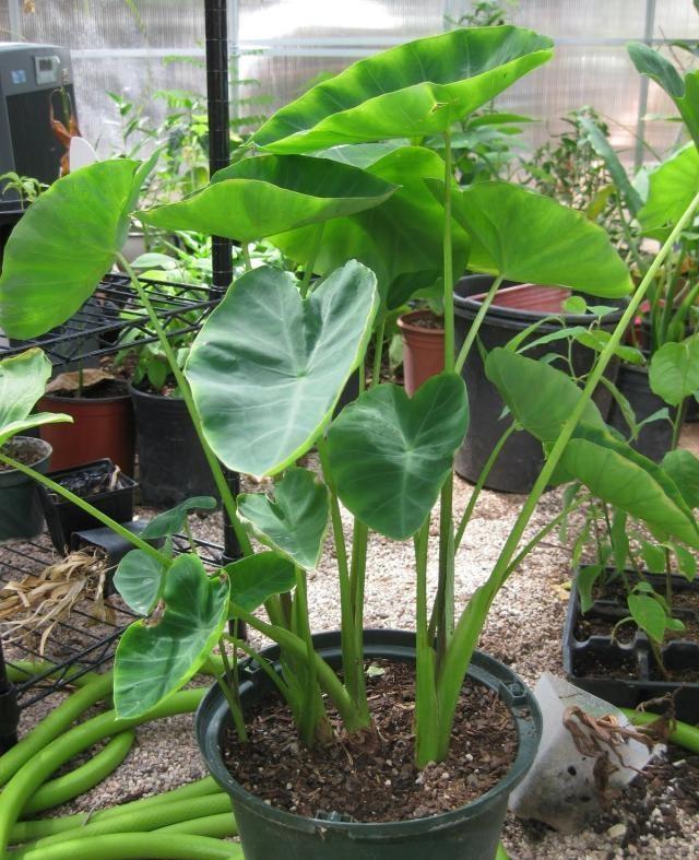 龟背竹用什么老盆栽好看,龟背竹用什么盆栽好看又好养