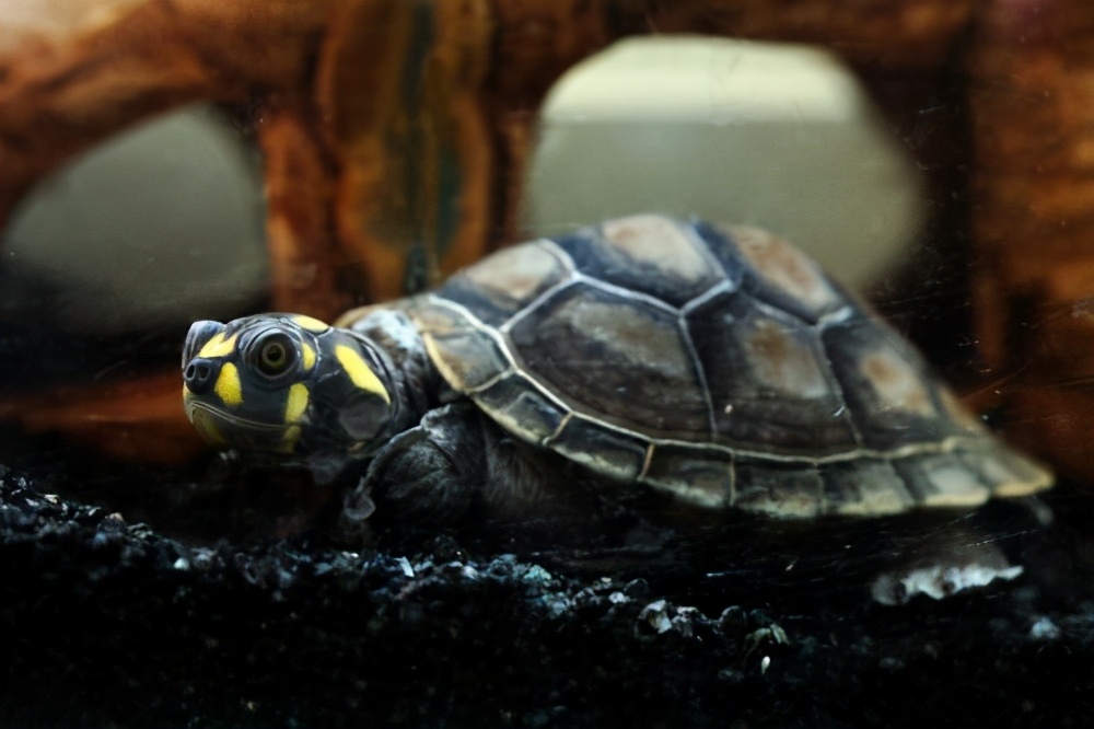 最大的宠物忍者神龟,忍者龟最可爱的龟