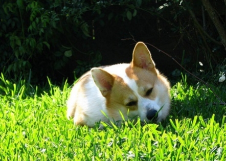 杀狗十多年真实事件,杀狗真实事件全过程后续