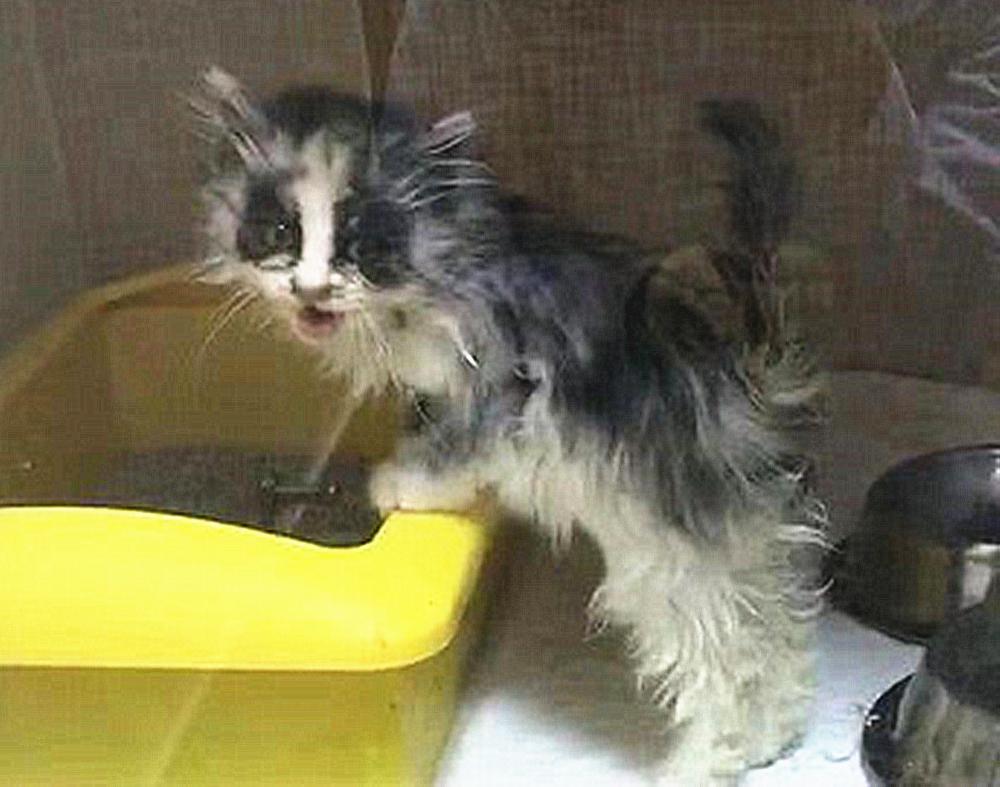 布偶猫5万一只被骗了吗,上网买一只布偶猫800元被骗