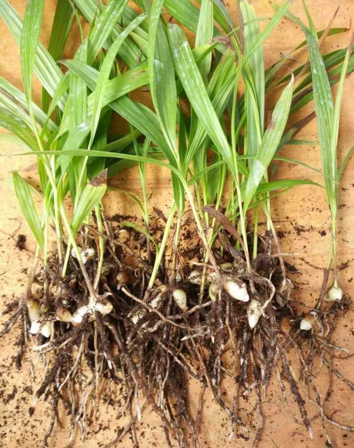 白芷与白芨中药区别是什么,白芨和白芷区别及图片