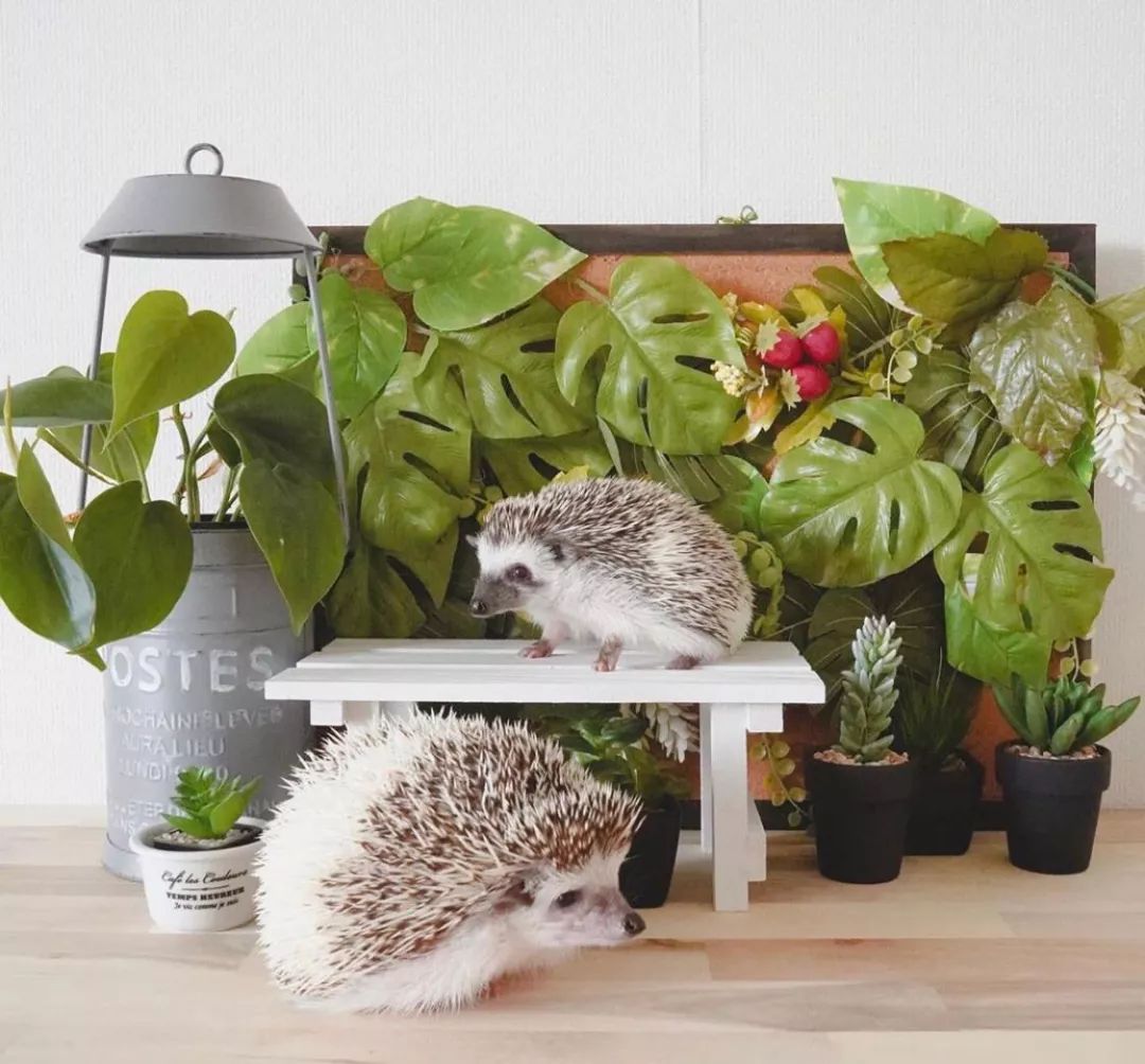 养一只戏精宠物是什么体验,养了一只小狐狸是什么体验