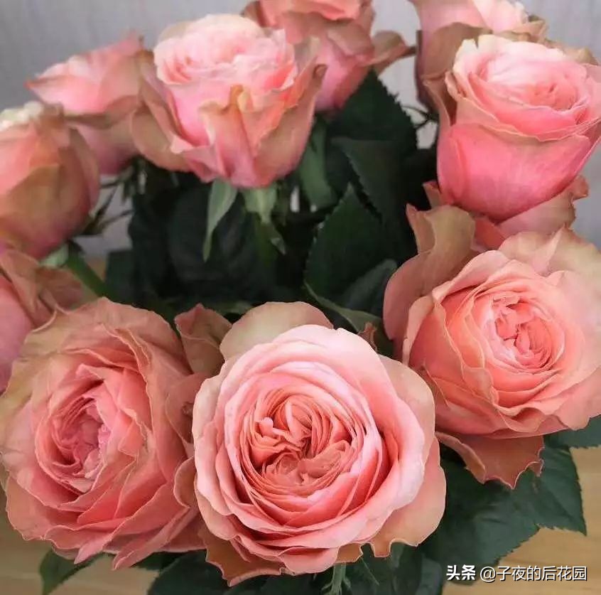 最好的进口玫瑰,进口玫瑰品种