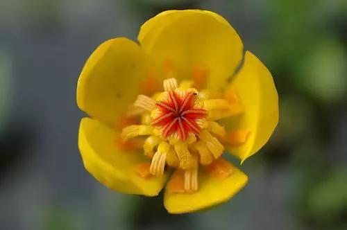 姘寸敓妞嶇墿鑺卞効,姘寸敓妞嶇墿缁挎