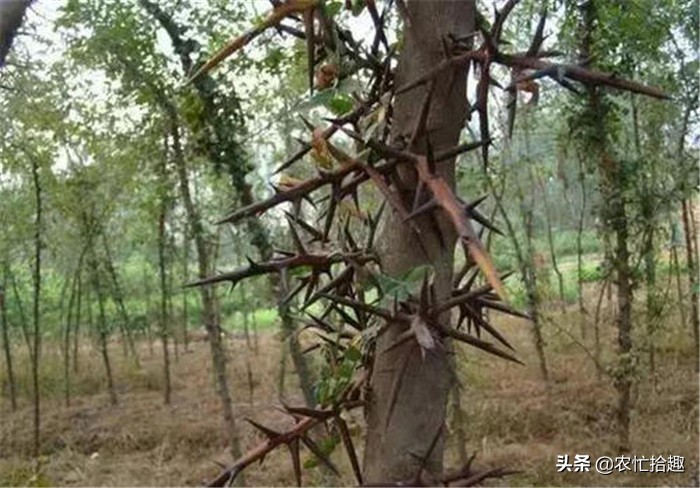 曾在农村常见，30年前被大量砍伐，今一斤260元，受女人喜爱