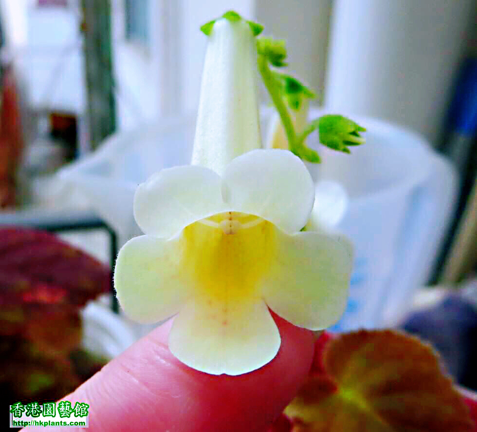 紫罗兰花卉大全,紫罗兰花卉盆栽图片