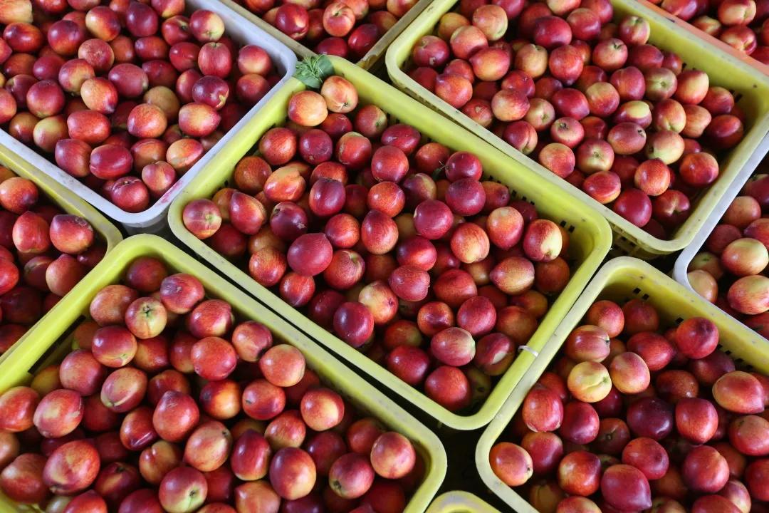 红红油桃挂枝头，这个五月“桃”你欢心