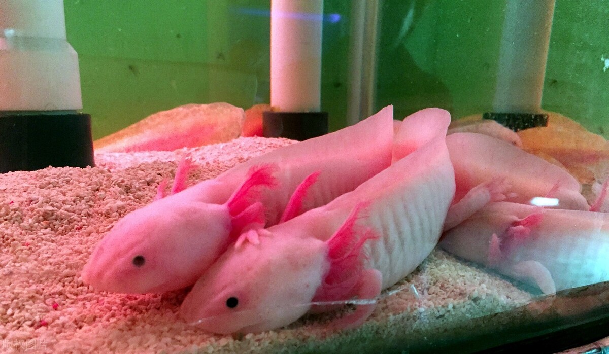 十种最旺家庭的热带鱼,十大最受欢迎的小型热带鱼