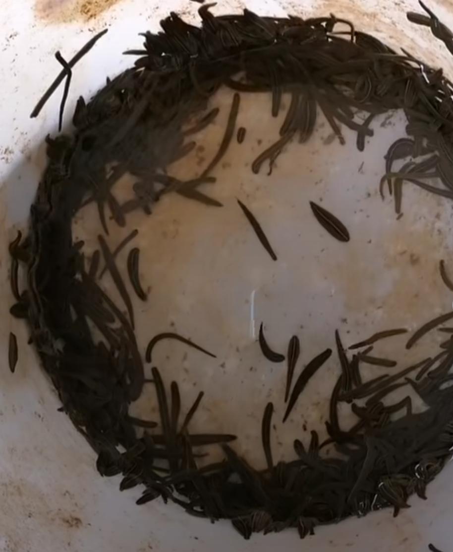 水蛭到底有多可怕,水蛭很可怕吗