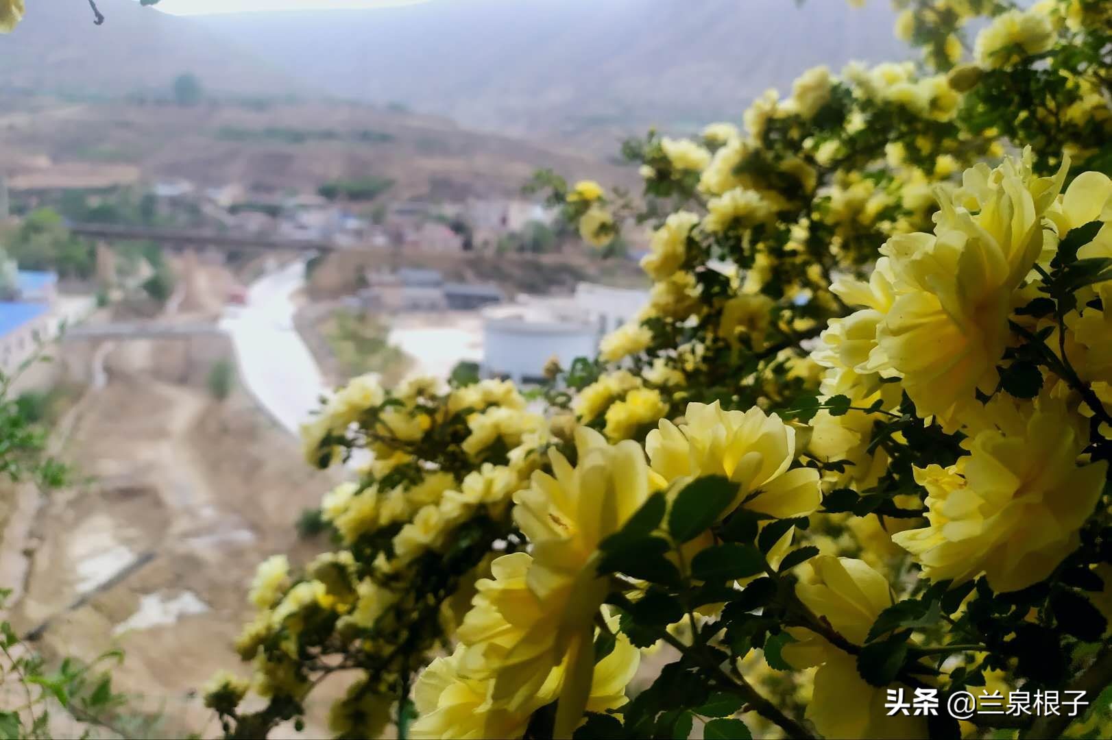 最美黄玫瑰,歌曲黄玫瑰你最美