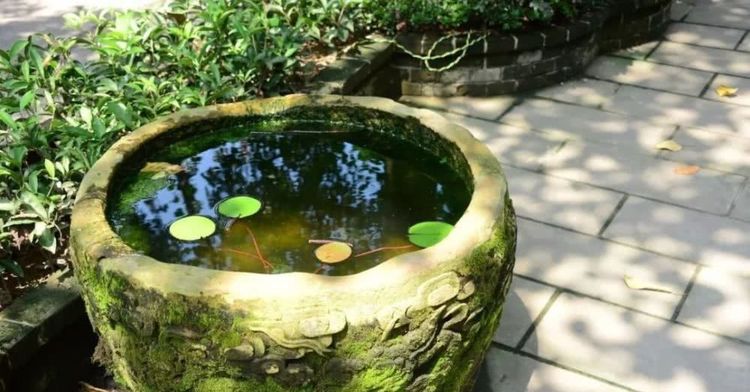 农村院子怎么防蛇进屋,庭院种什么花草防蛇