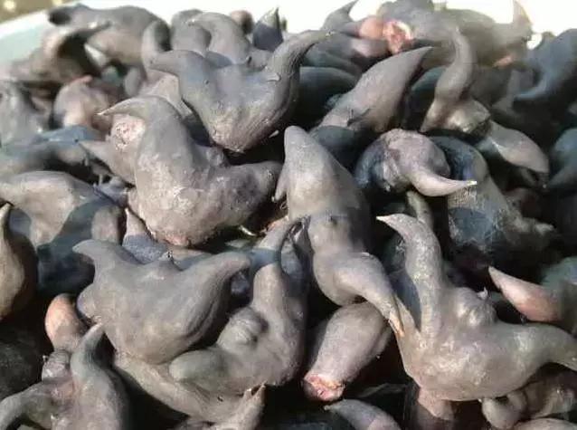 可怕男子高烧10天肝脏惊现寄生虫,男子高烧10天肝脏发现寄生虫