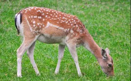 梅花鹿和马鹿的鹿茸效果一样吗,梅花鹿和马鹿茸哪个效果好