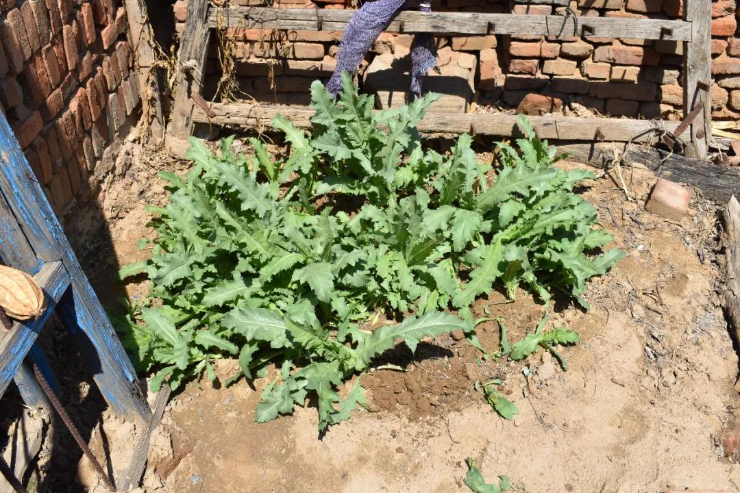 【德州关注】种*粟罂**，竟是为了做饭吃？二人已被处罚