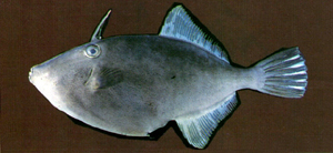 十大最好看的观赏鱼图片大全,十种最漂亮的观赏鱼图片