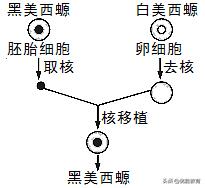 生物高考细胞膜知识点,细胞膜高考知识点