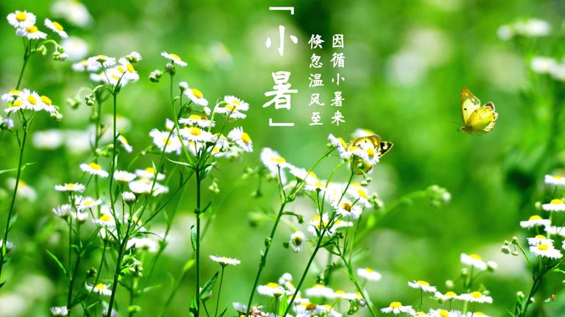 二十四节气小暑绘画教程,二十四节气小暑至盛夏始