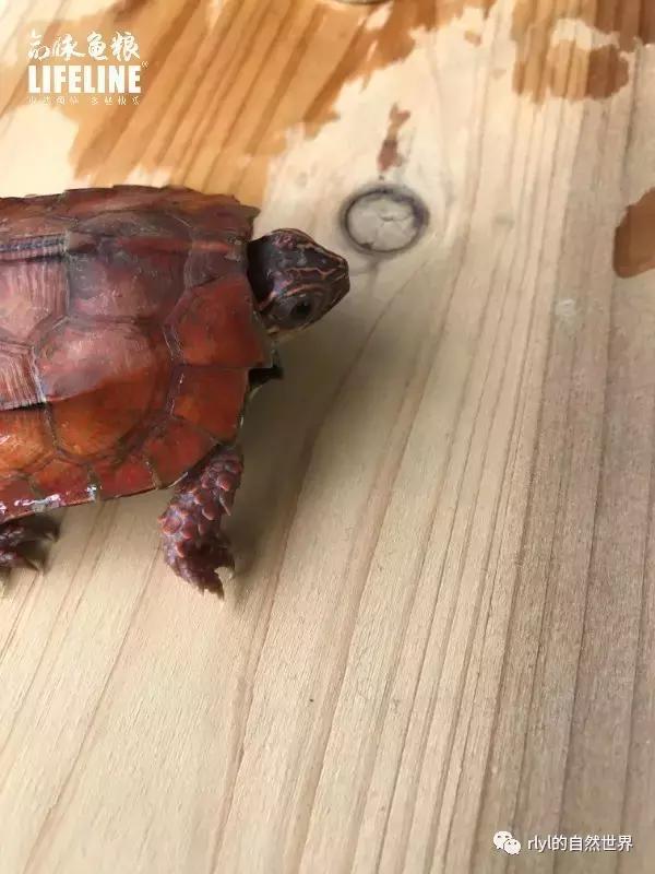 枫叶龟品种及图片大全,地龟和枫叶龟的区别