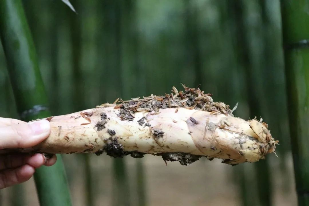 舌尖上的珍味春笋,舌尖上的春笋完整视频