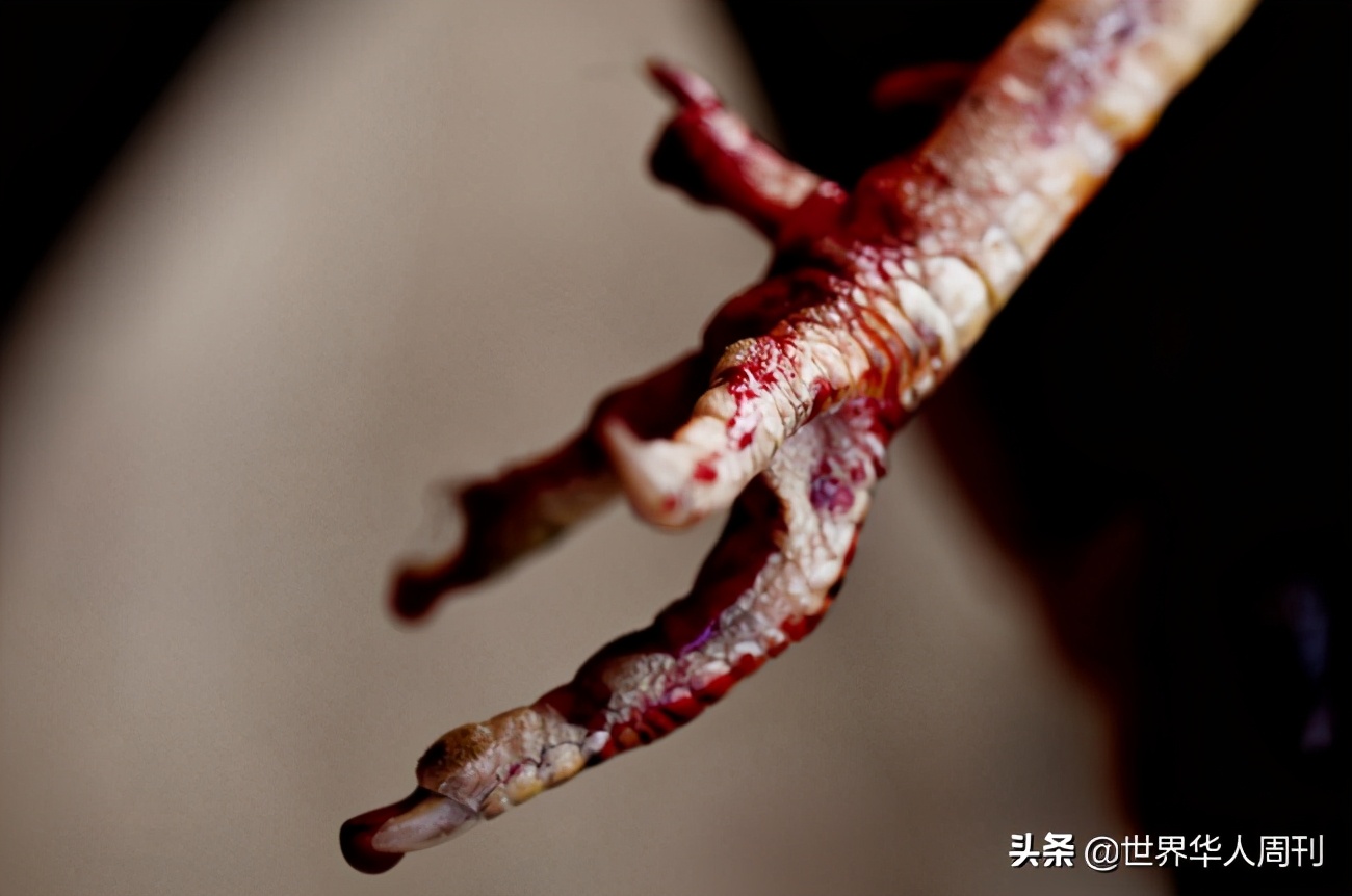 菲律宾斗鸡带刀杀死主人,一警察被公鸡刺死