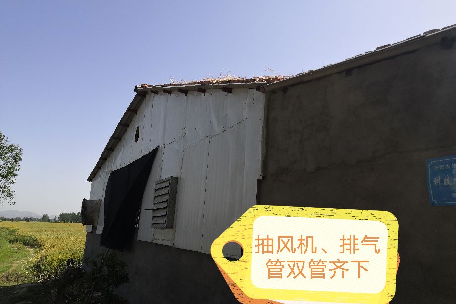 猪场氨气大有什么影响,猪场氨气该怎么解决