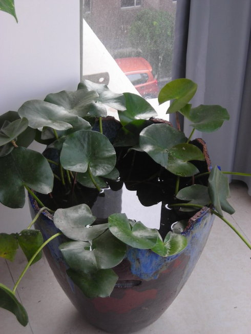 废弃水缸多肉植物造景,坛子种碗莲怎么种好看